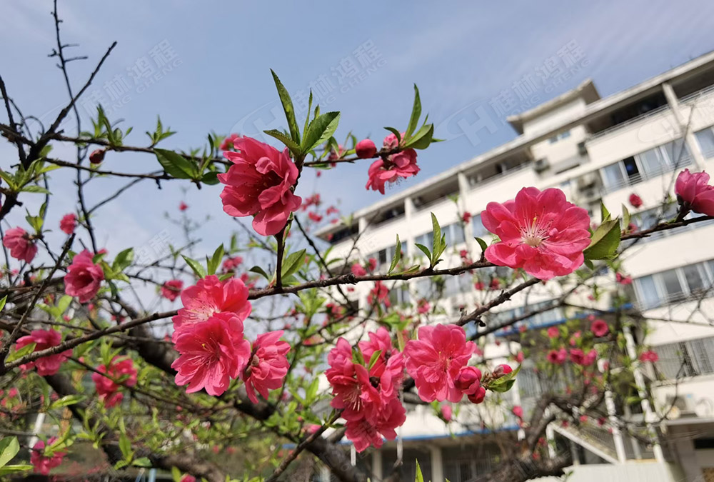 桂林鴻程花團(tuán)錦簇，滿園春色，邀您一起共賞春景，共商大計！